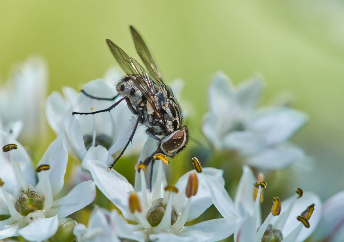 Gefleckte Hausfliege.jpg