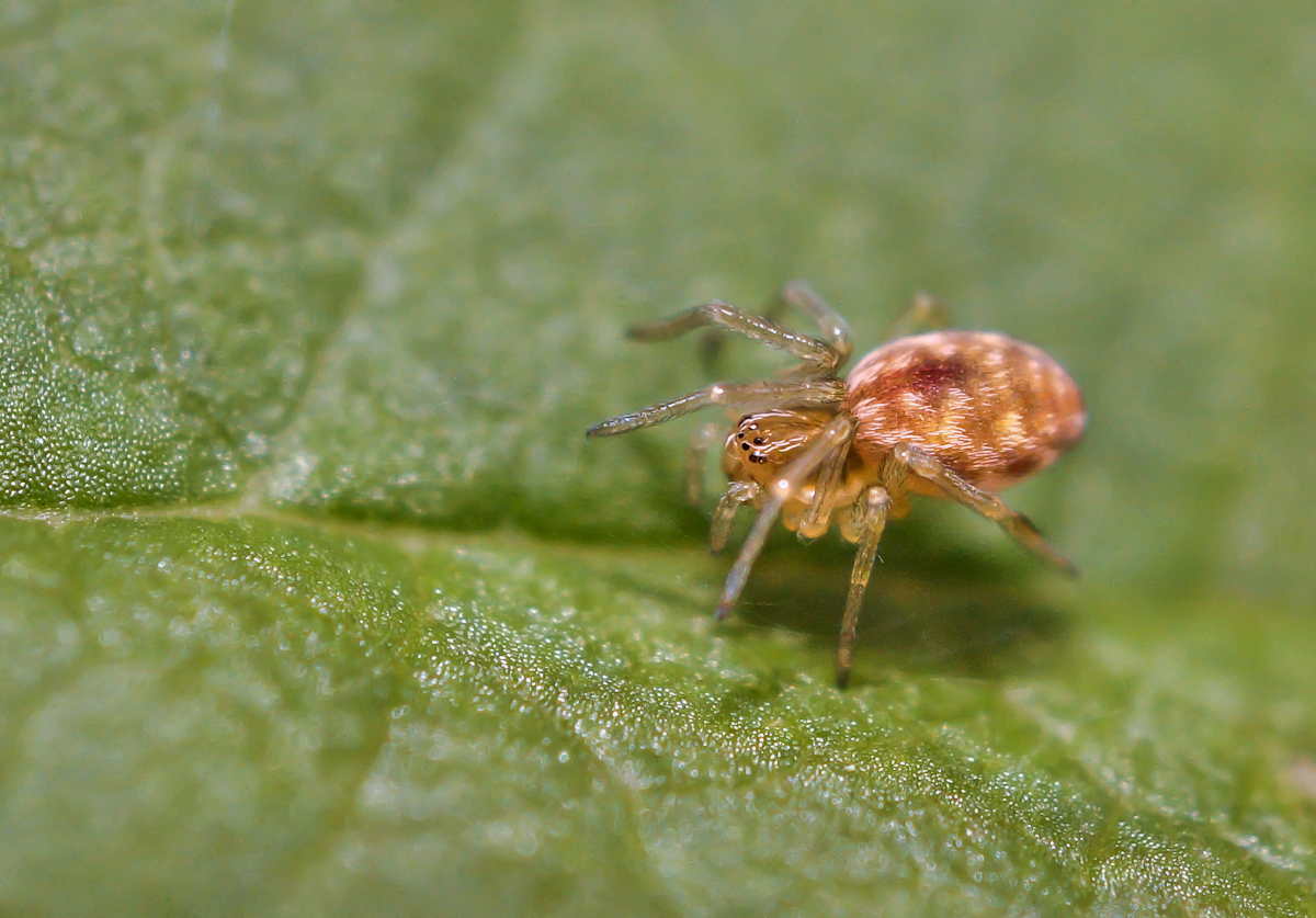 Kräuselspinne 1.jpg