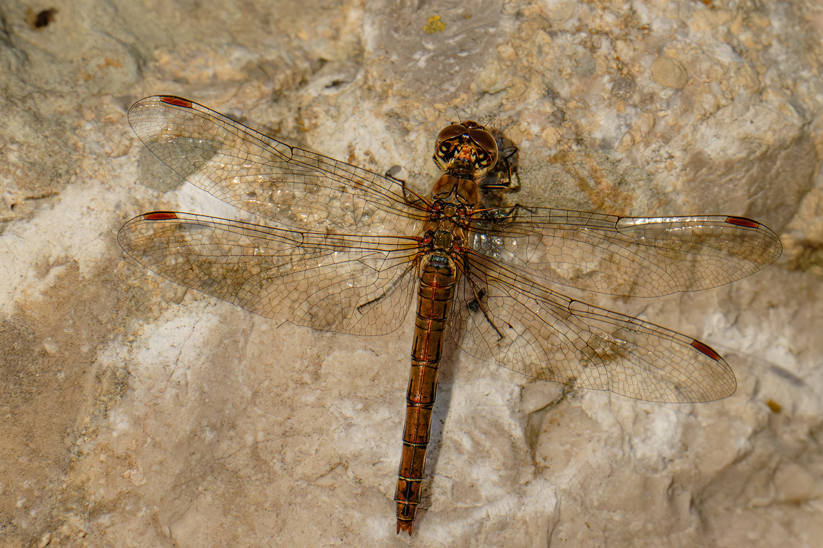 Libelle 39a 2025.jpg