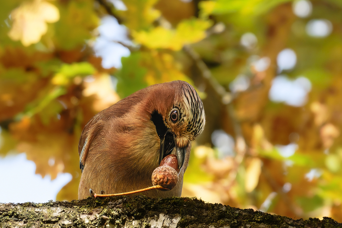 Eichelhäher 8a 2025.jpg