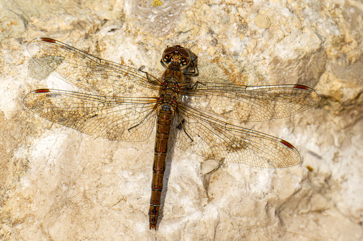 Libelle 40b 2025.jpg