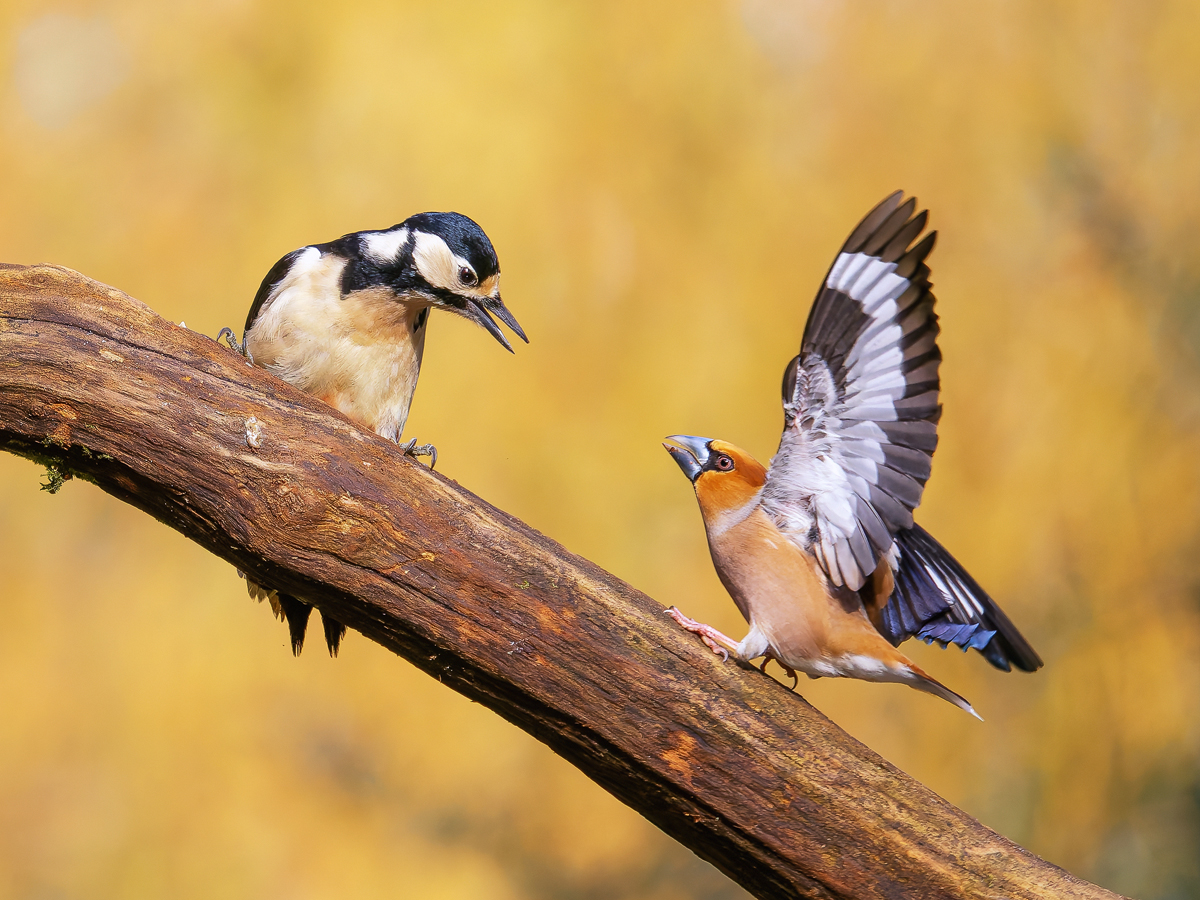 Buntspecht-vs-Kernbeisser.jpg