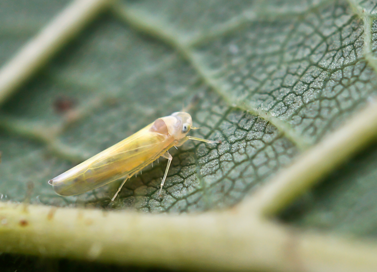 Gelbe Laubzikade.jpg