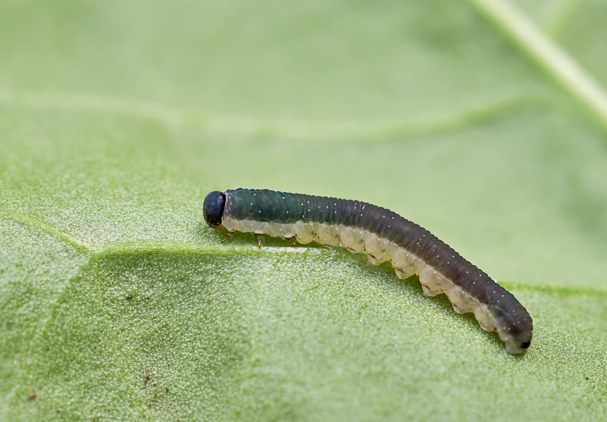 Blattwespen Larve 1.jpg