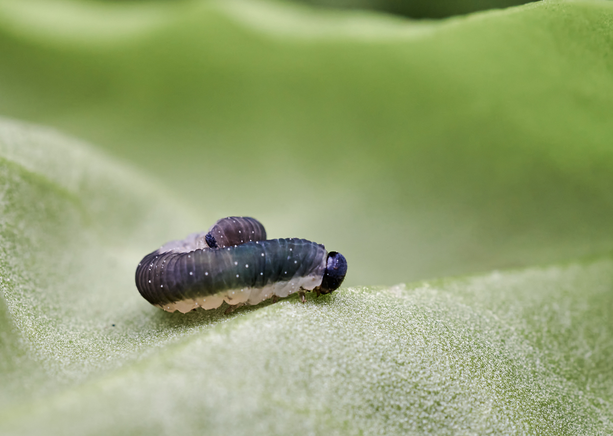 Blattwespen Larve 2.jpg