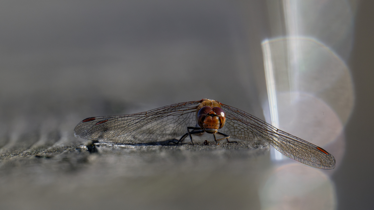 Heidelibelle 31a 2025.jpg