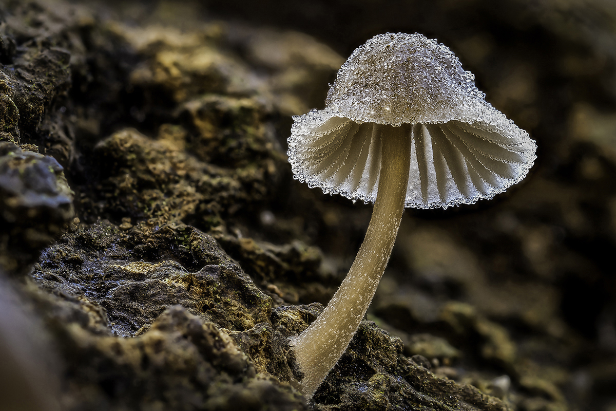 Helmling Dezember 2021 b Kopie.jpg