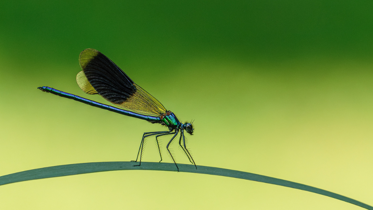 Prachtlibelle 72a 2025.jpg