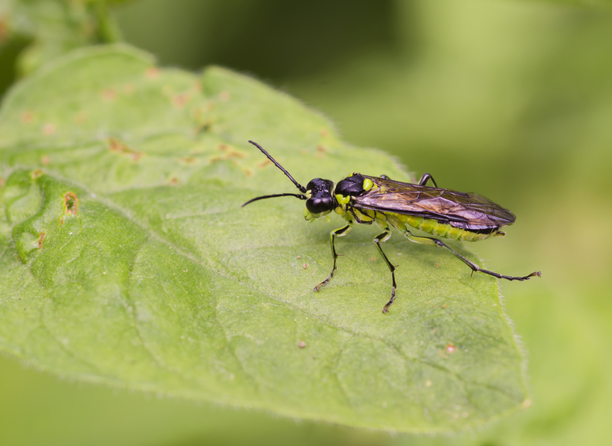 Blattwespe.jpg