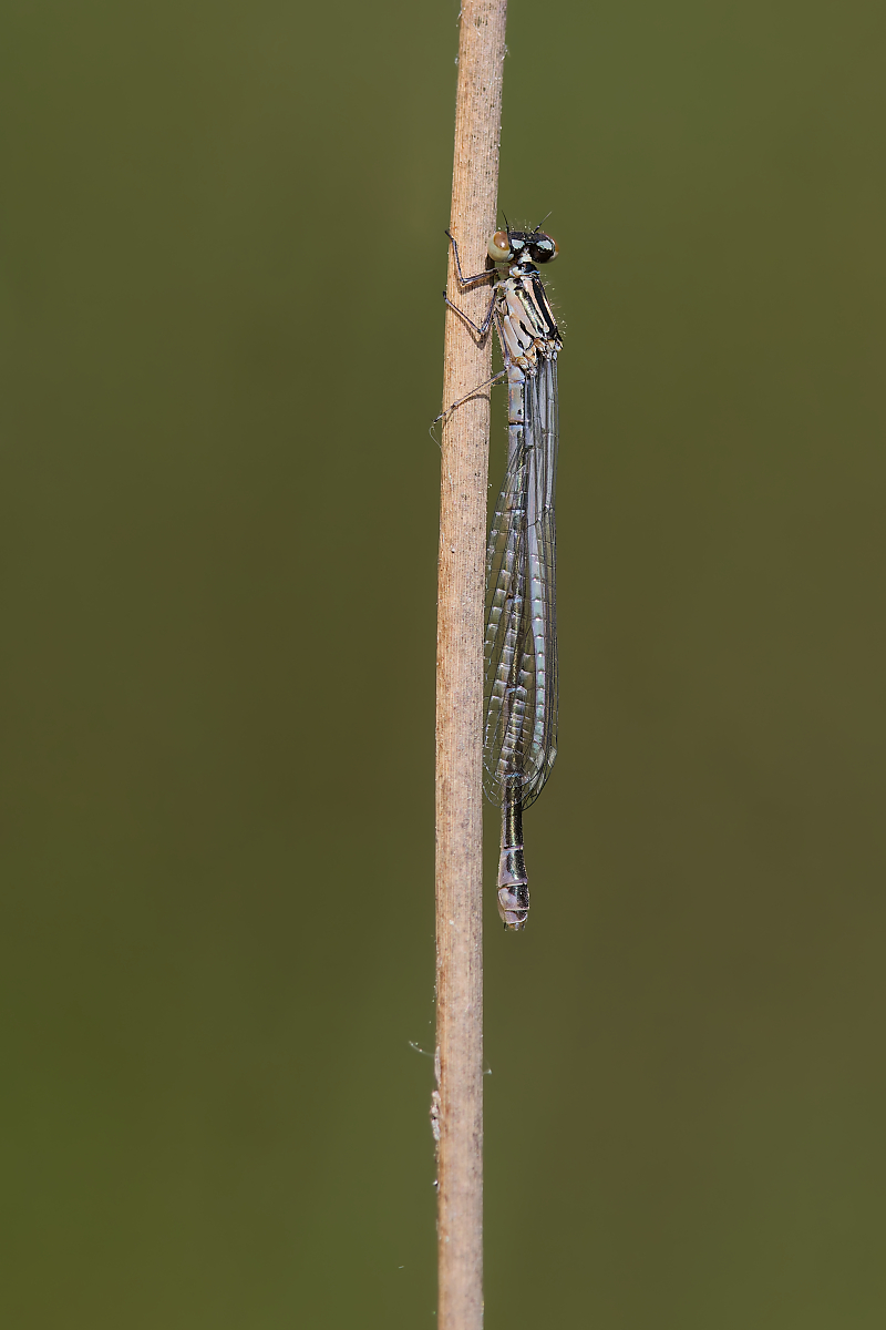 DN4A4020_DxO Kopieklein.jpg