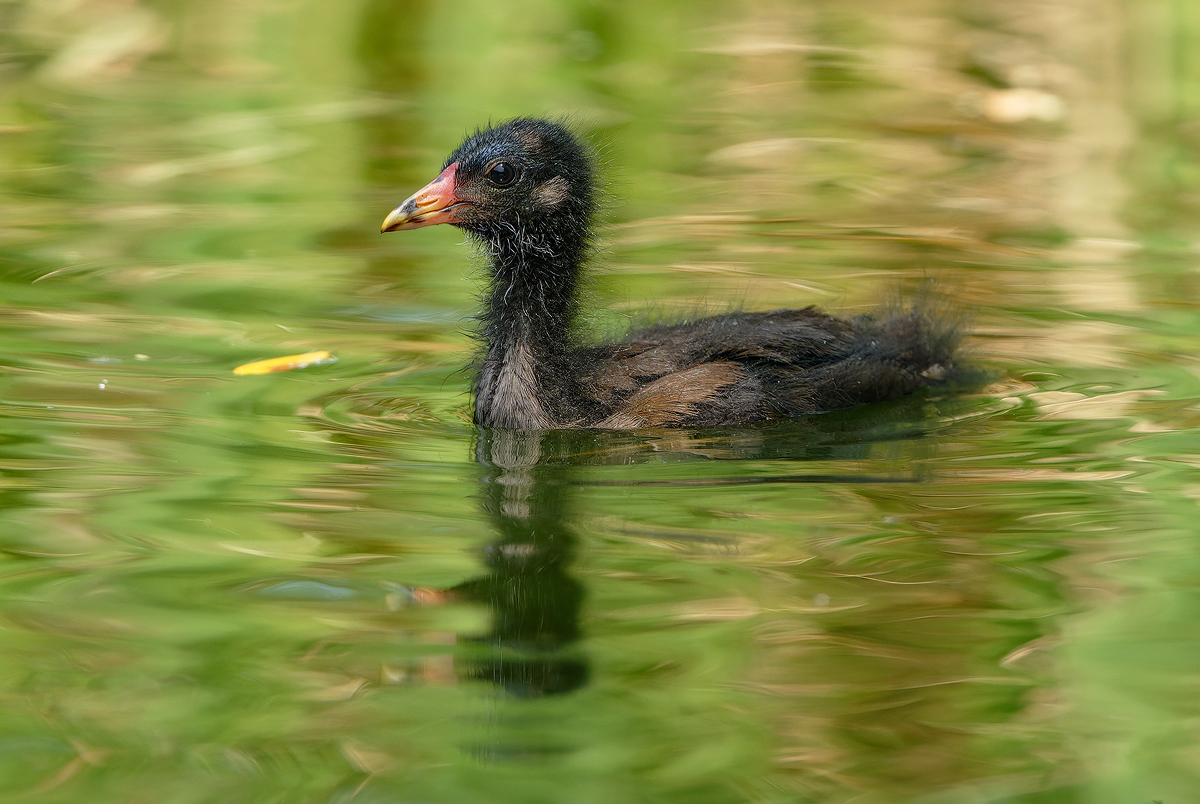 Teichhuhn 1a 2025.jpg
