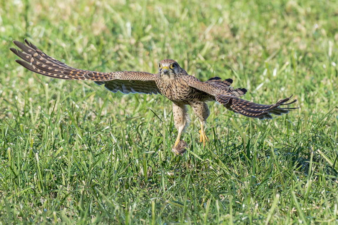 Turmfalke 612c 2025.jpg