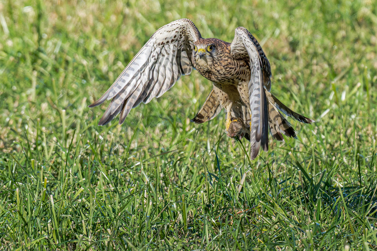 Turmfalke 613b 2025.jpg