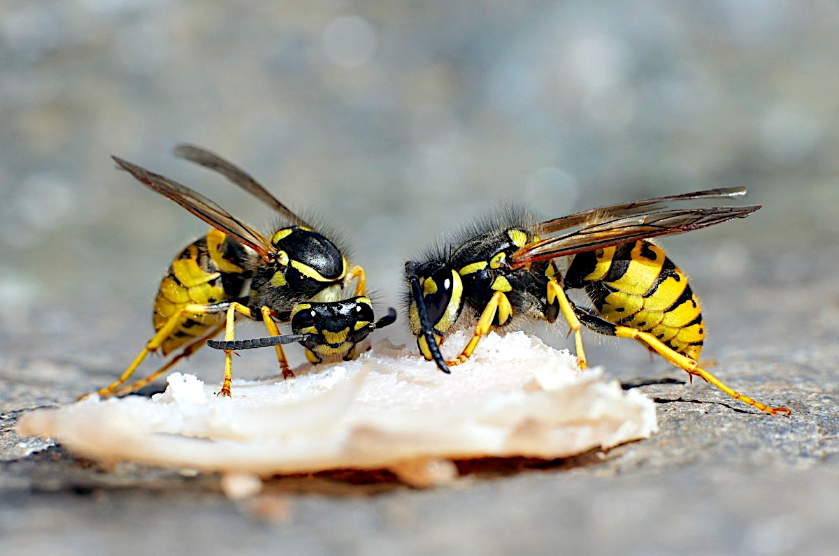 Wespenduo 01.1.JPG