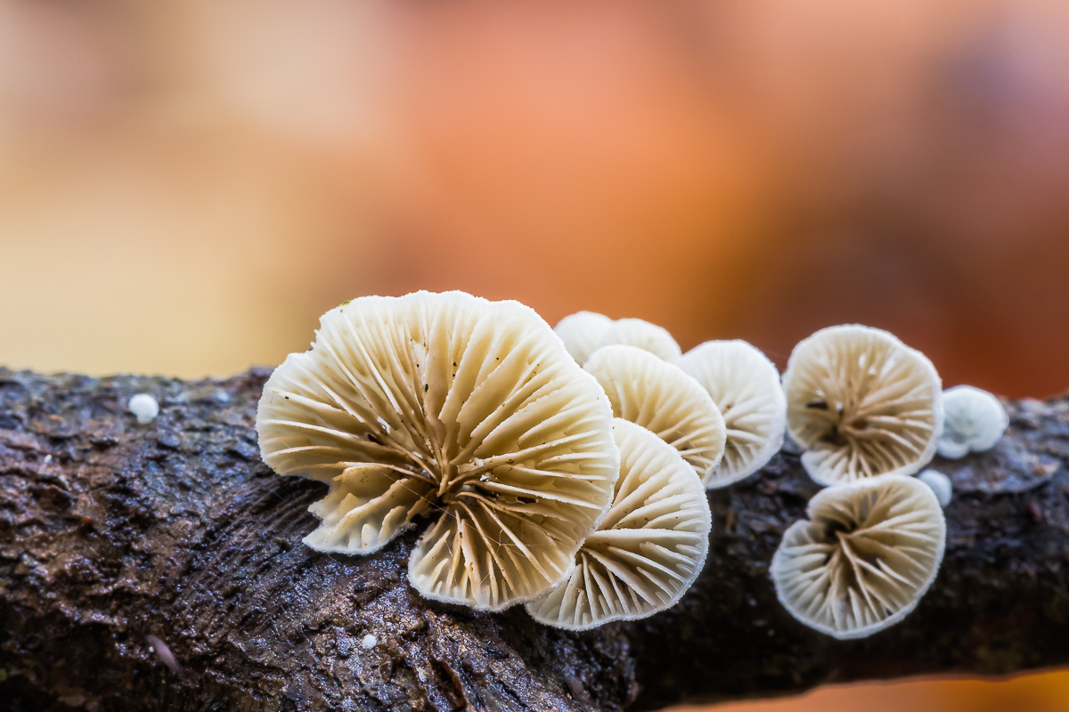 IMG_4386_Stummelfüßchen_B.minimal - Kopie.jpg