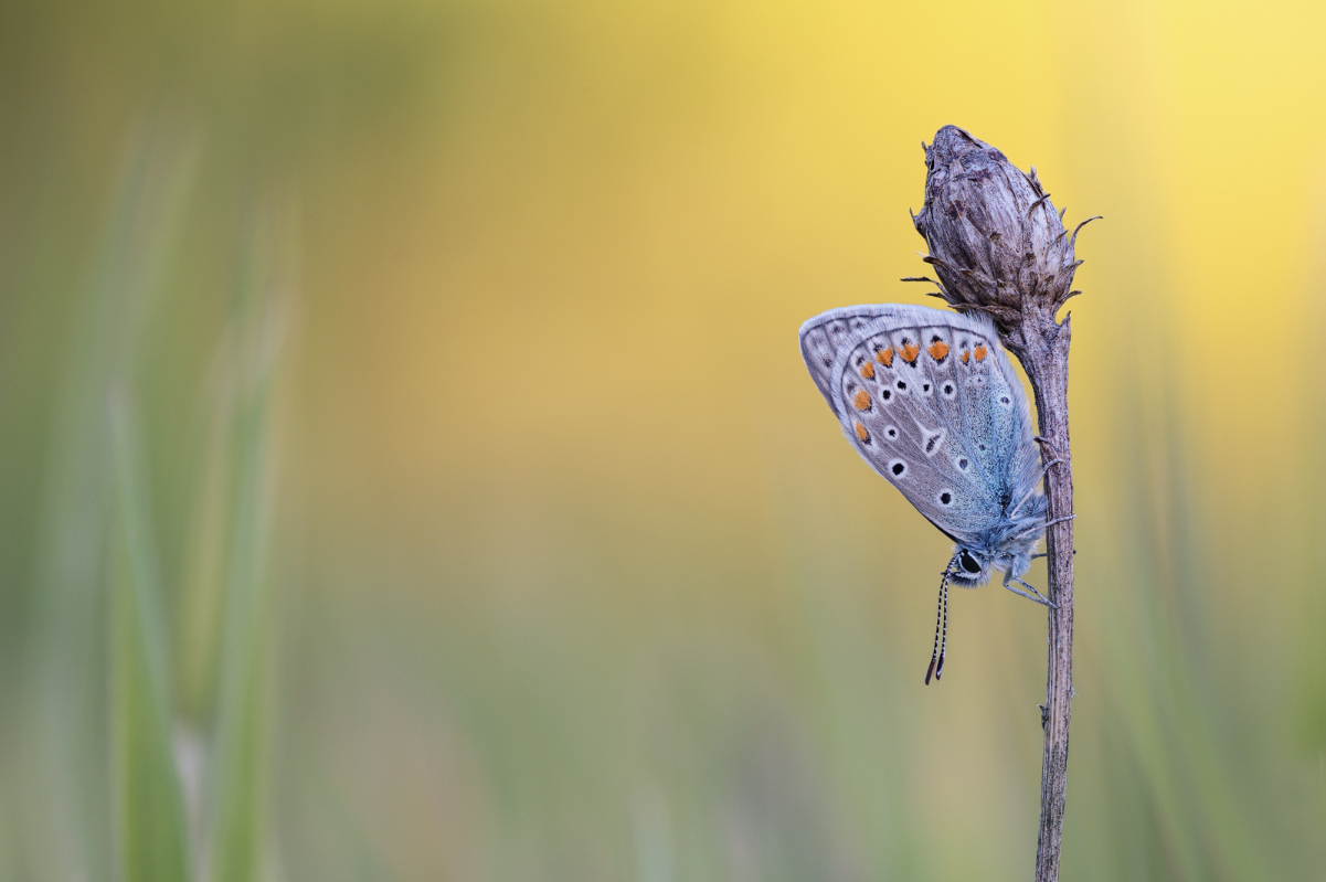 2025-05-10 13-08-37 (B,R8,S4) 581NZ6II 30er stack Hauhechel-Bläuling-web.jpg