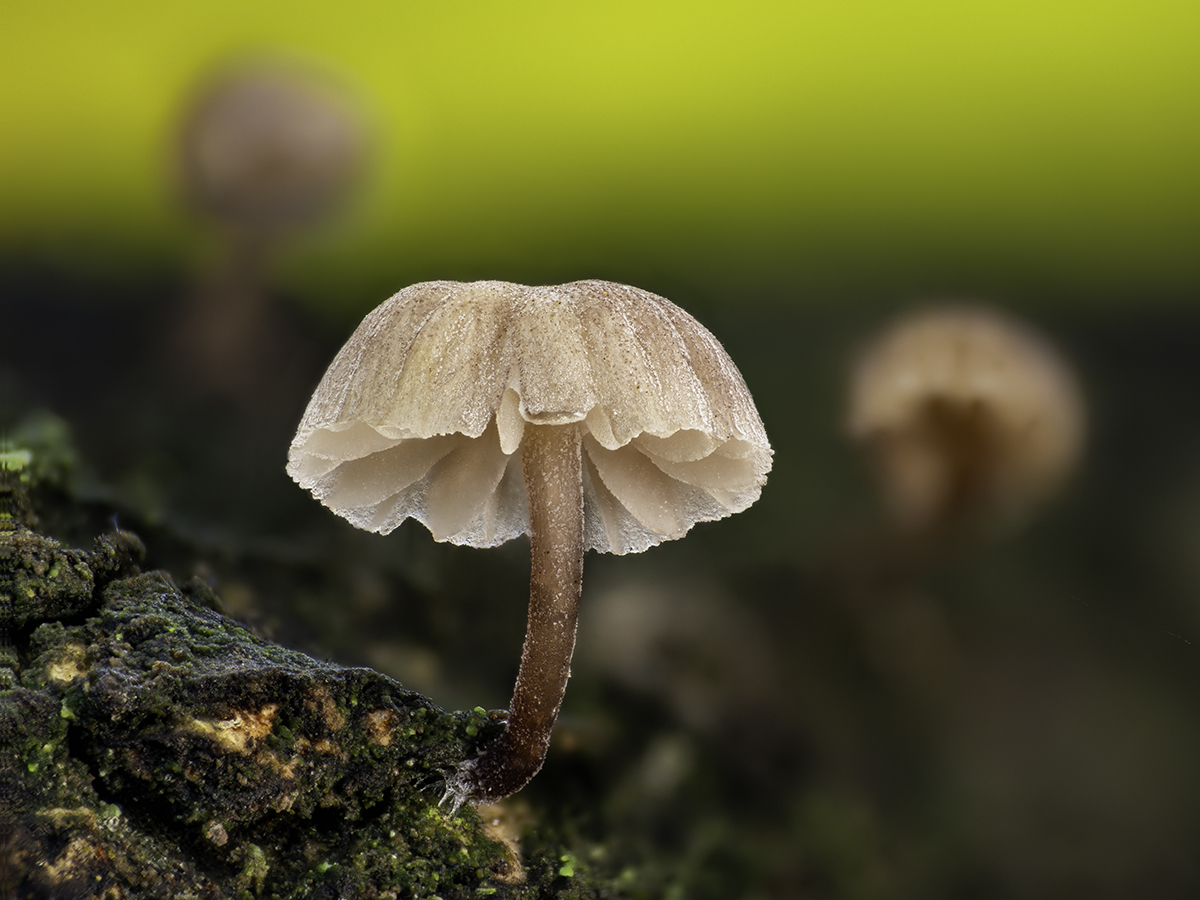 Mycena meliigena.jpg