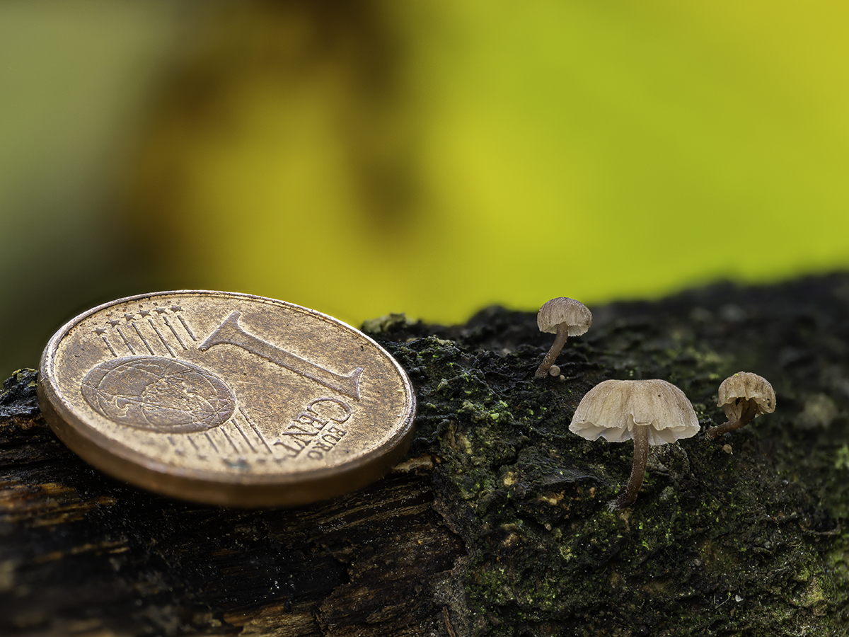 Mycena meliigena .jpg