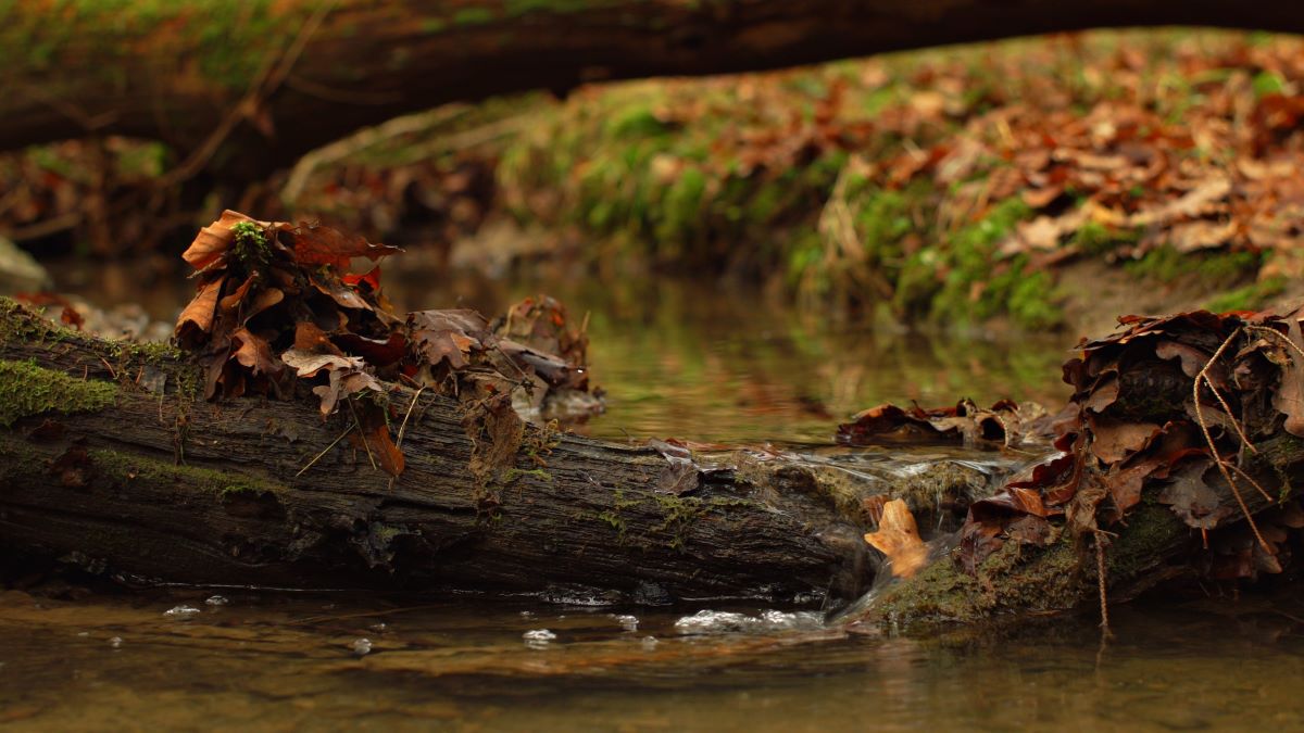 2025 Teufelsgraben Bild 1 1200.jpg