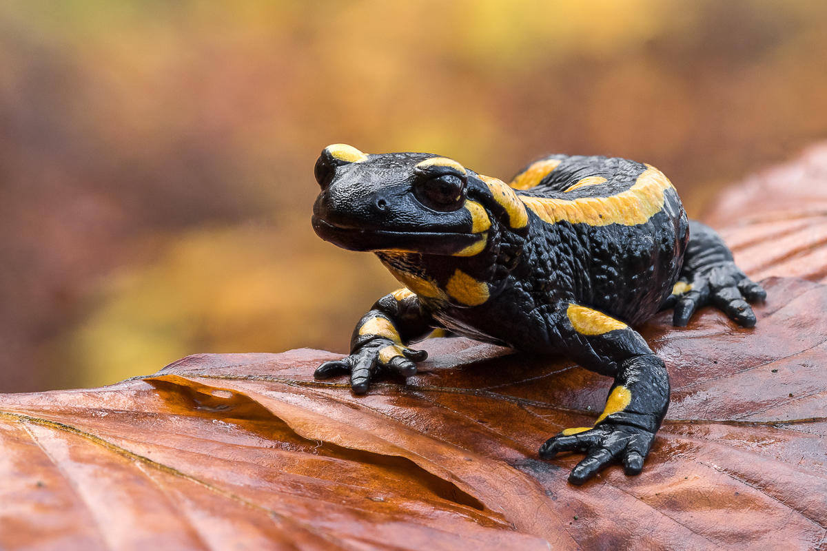 2024-11-14-08.25.53 ZS retouched_bea (1).jpg