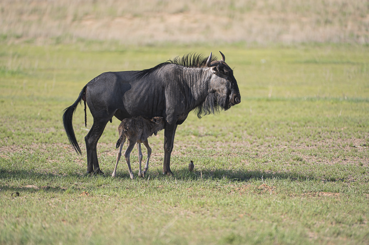 Gnu-4583.jpg