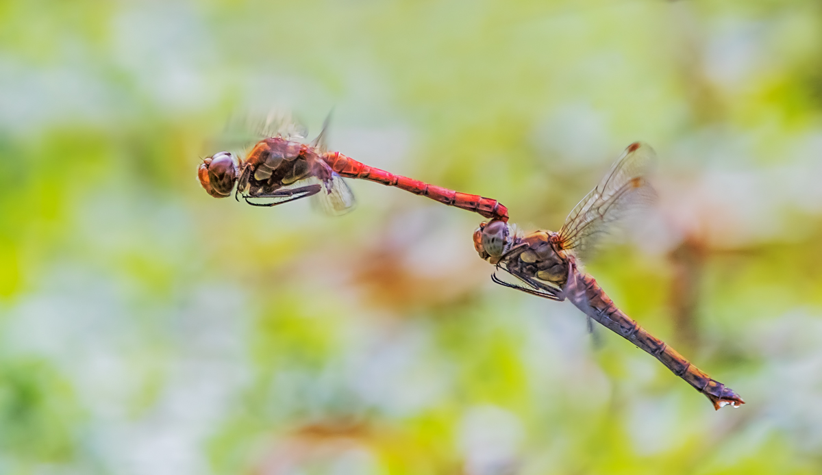 _MG_1237-Bearbeitet-Bearbeitet-Bearbeitet.jpg