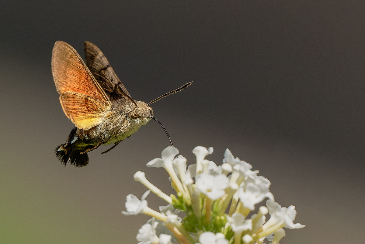 Taubenschwänzchen 96cd 2025.jpg