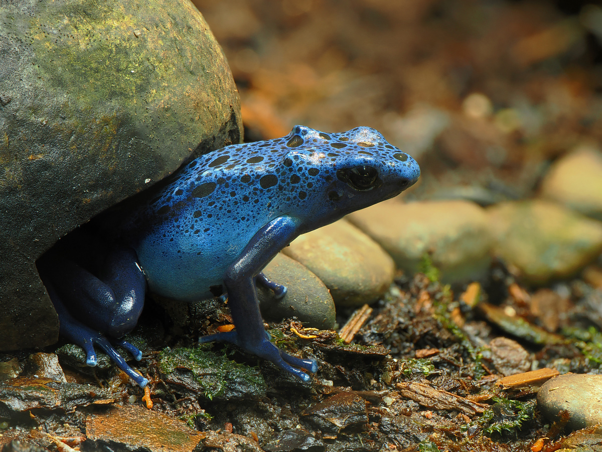 2026-01-20_12-49-42_P1200140_Stack_aus_12 (Meth B,Radius8,Smoothing4)_klein.jpg