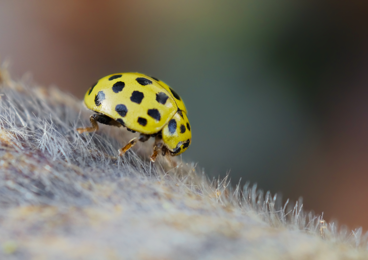 Zweiundzwanzigpunkt-Marienkäfer 1.jpg