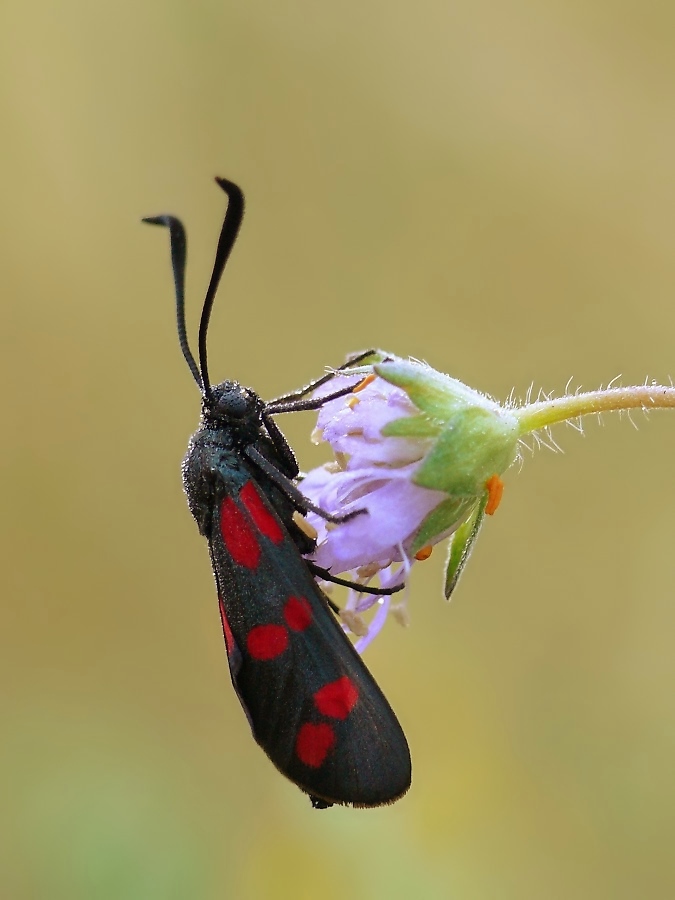 widderchen lila blüte.jpg