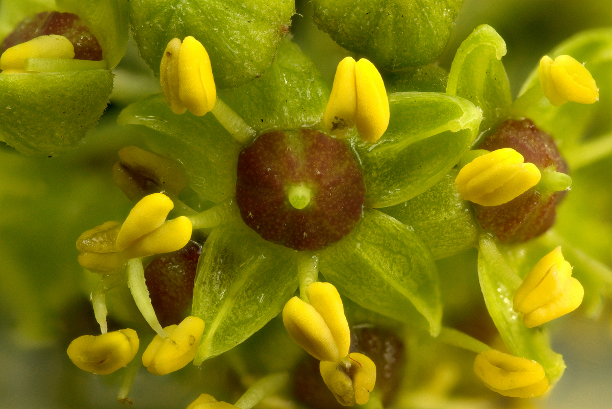 2025-09-22-16.40.18 ZS PMax_01_forum.jpg