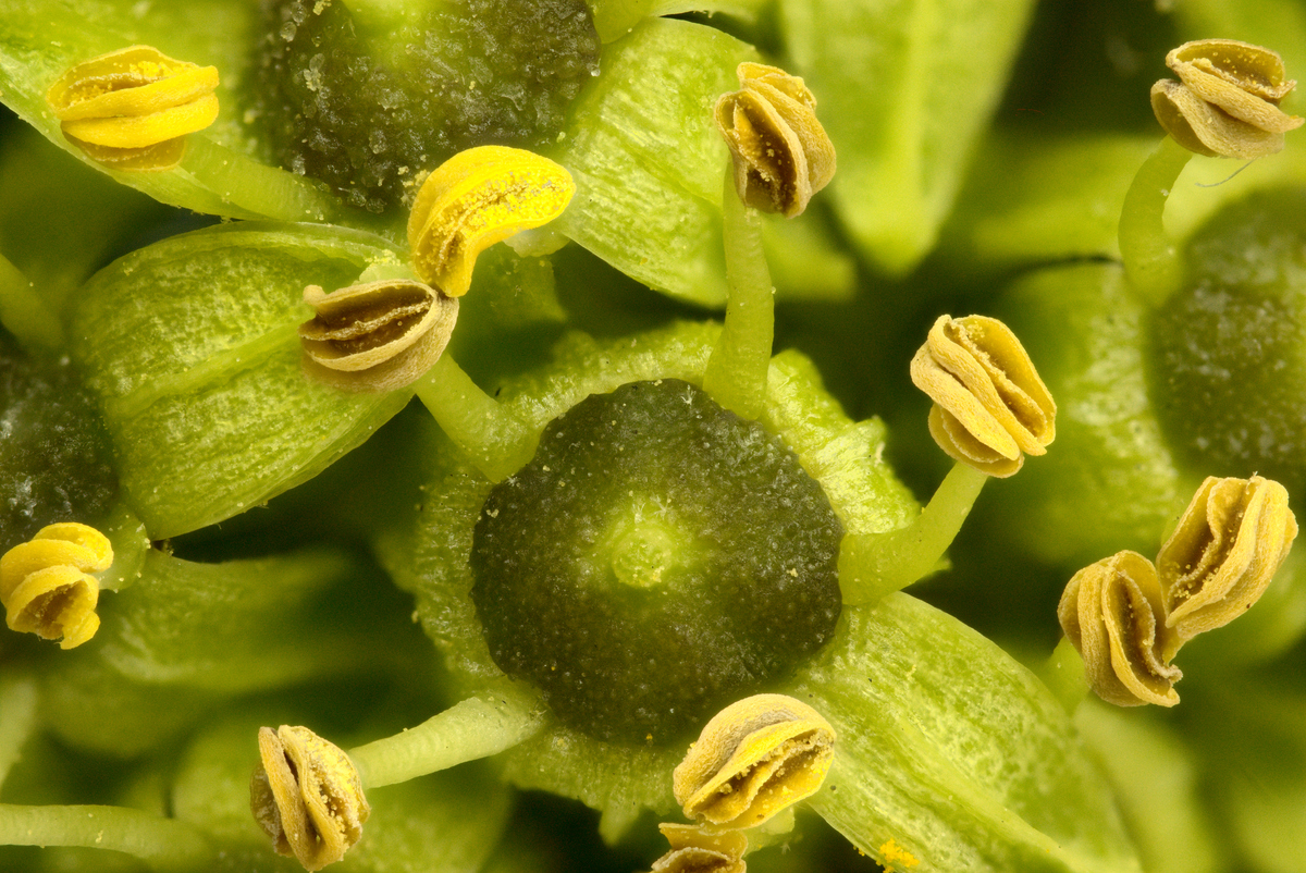 2025-09-12-16.00.47 ZS PMax_01_forum.jpg