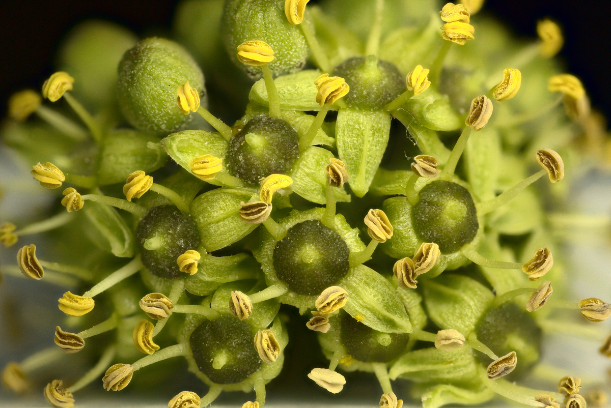 2025-09-12-15.55.16 ZS PMax_01_forum.jpg