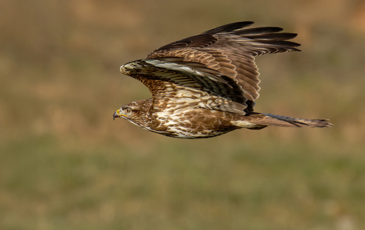 Mäusebussard 45a 2026.jpg