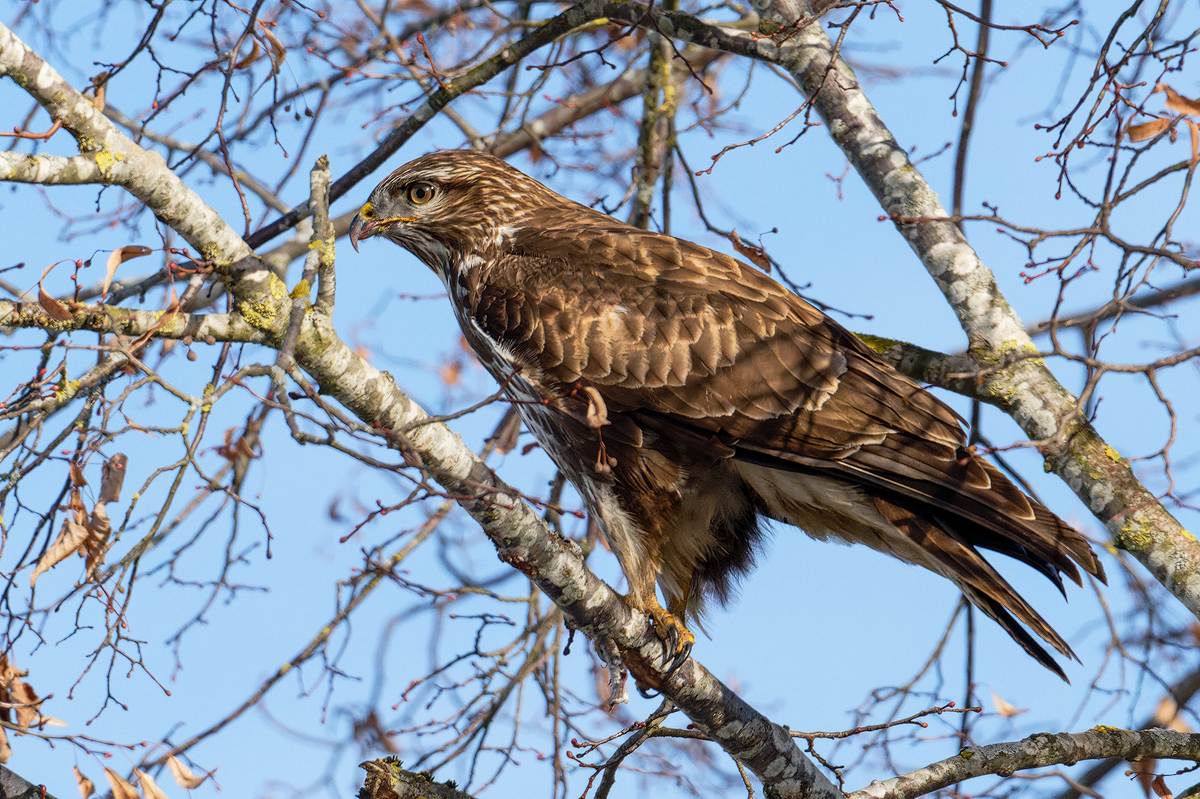 Mäusebussard 34b 2026.jpg