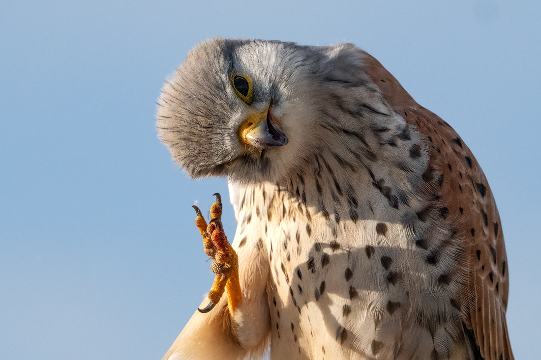 Turmfalke 14b 2026.jpg