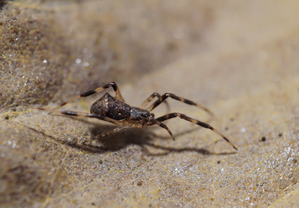 Gewöhnliche Kabelspinne.jpg
