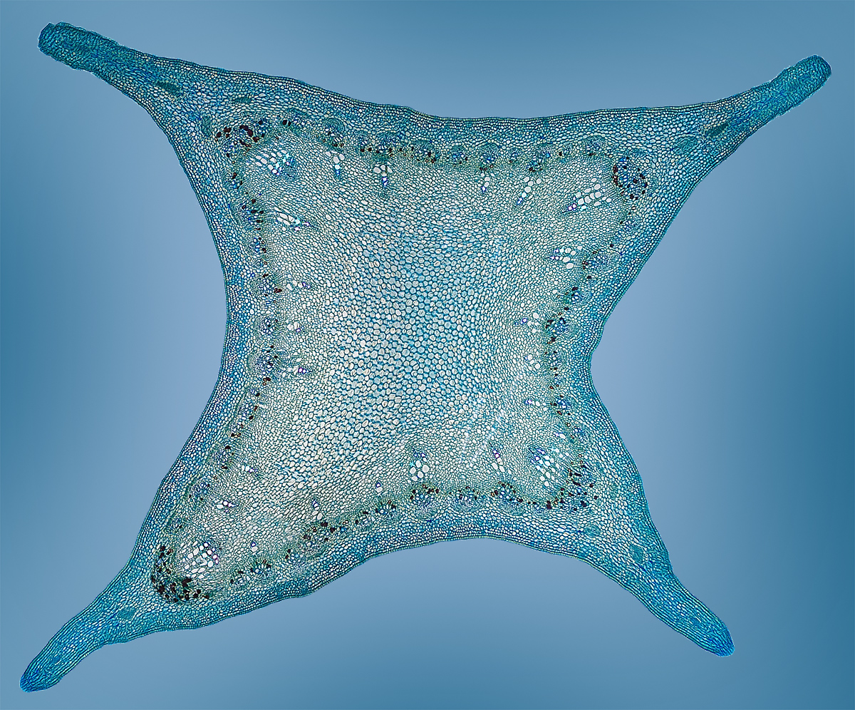 pasiion_flower_10x.jpg