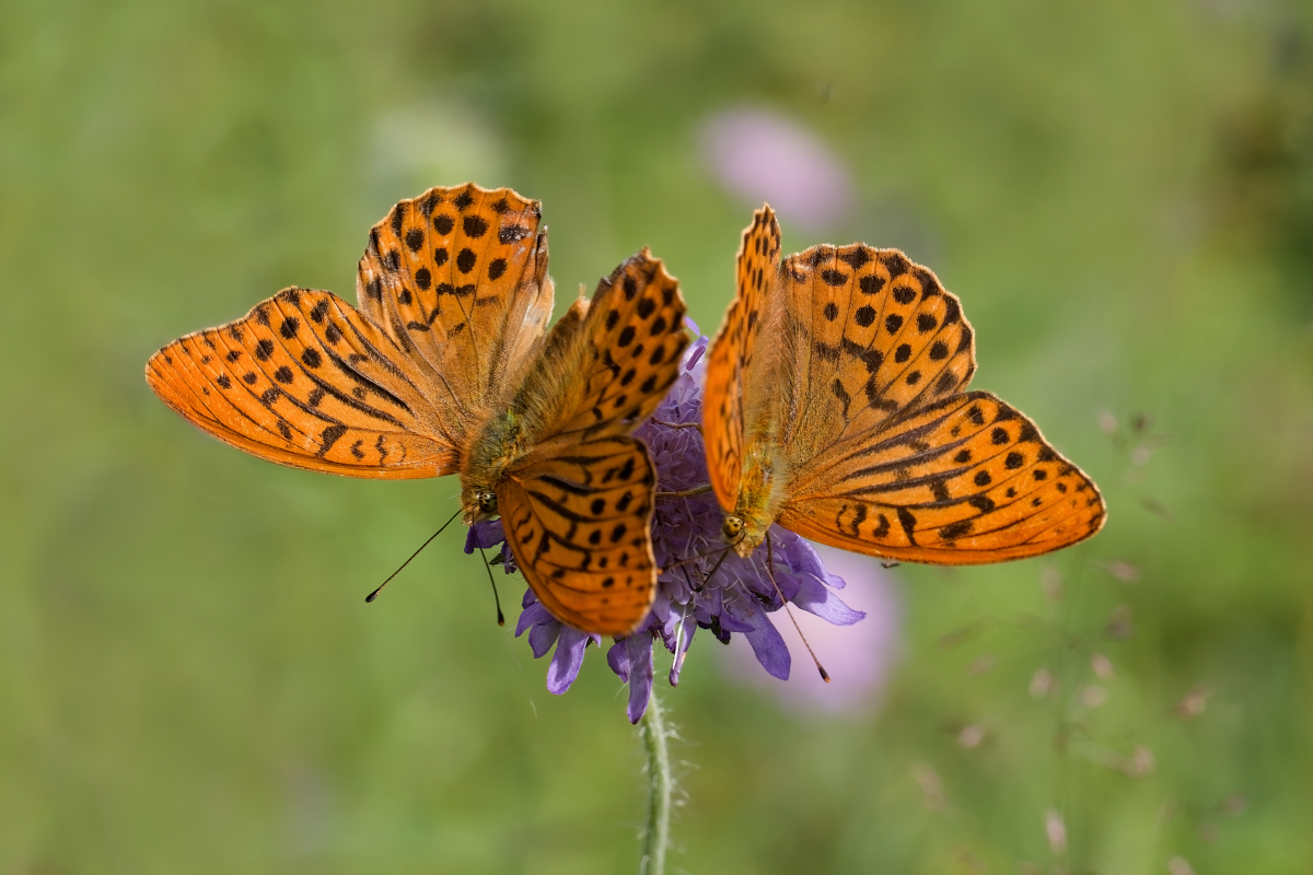MF_Kaisermantel (Argynnis paphia)_240723_16pc_IMG_7376.jpg