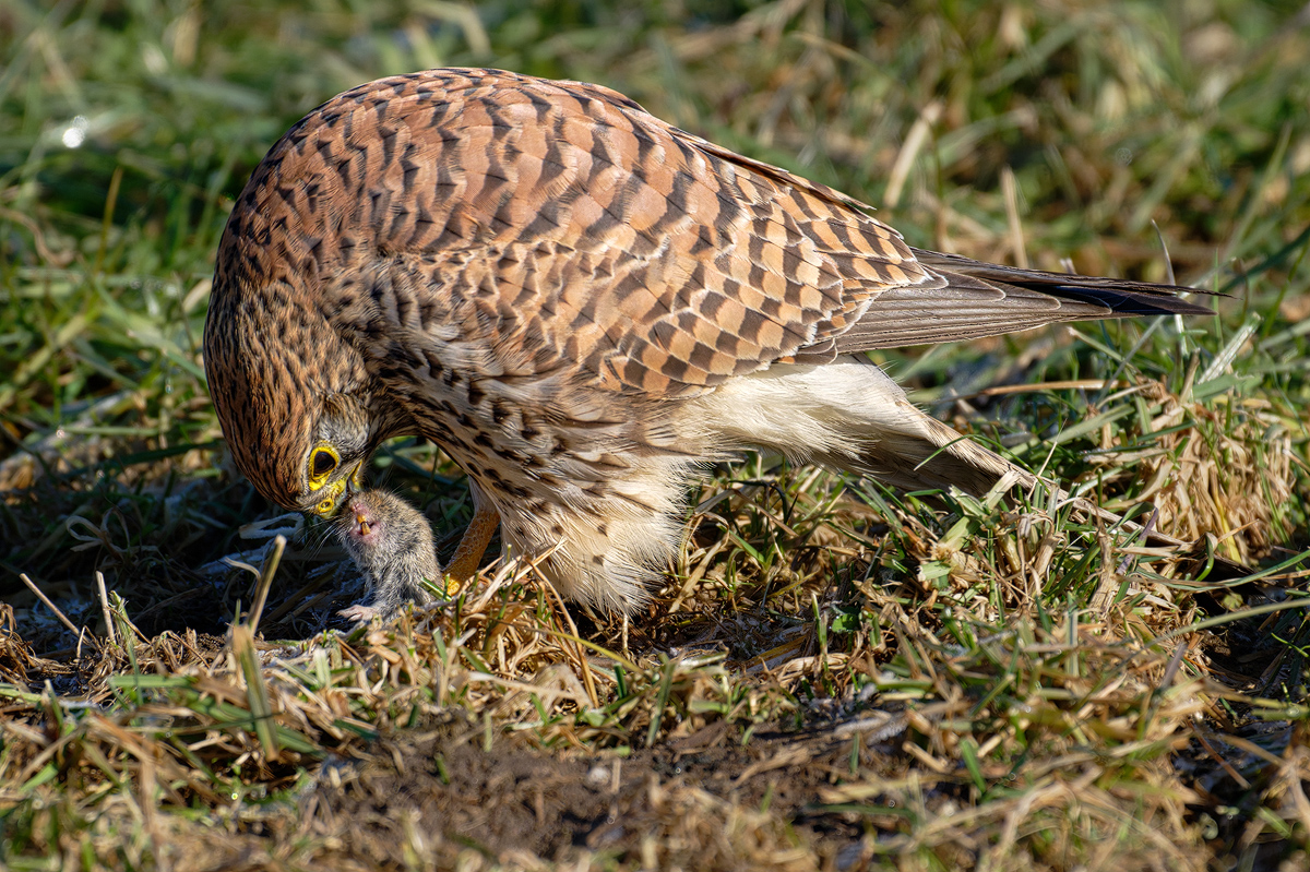 Turmfalke 76a 2026.jpg