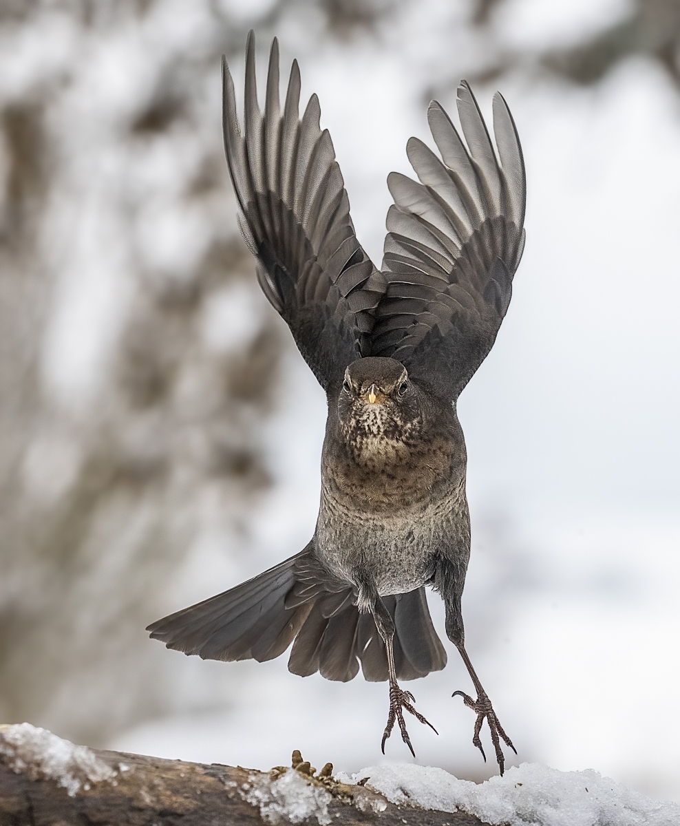 Amsel.jpg