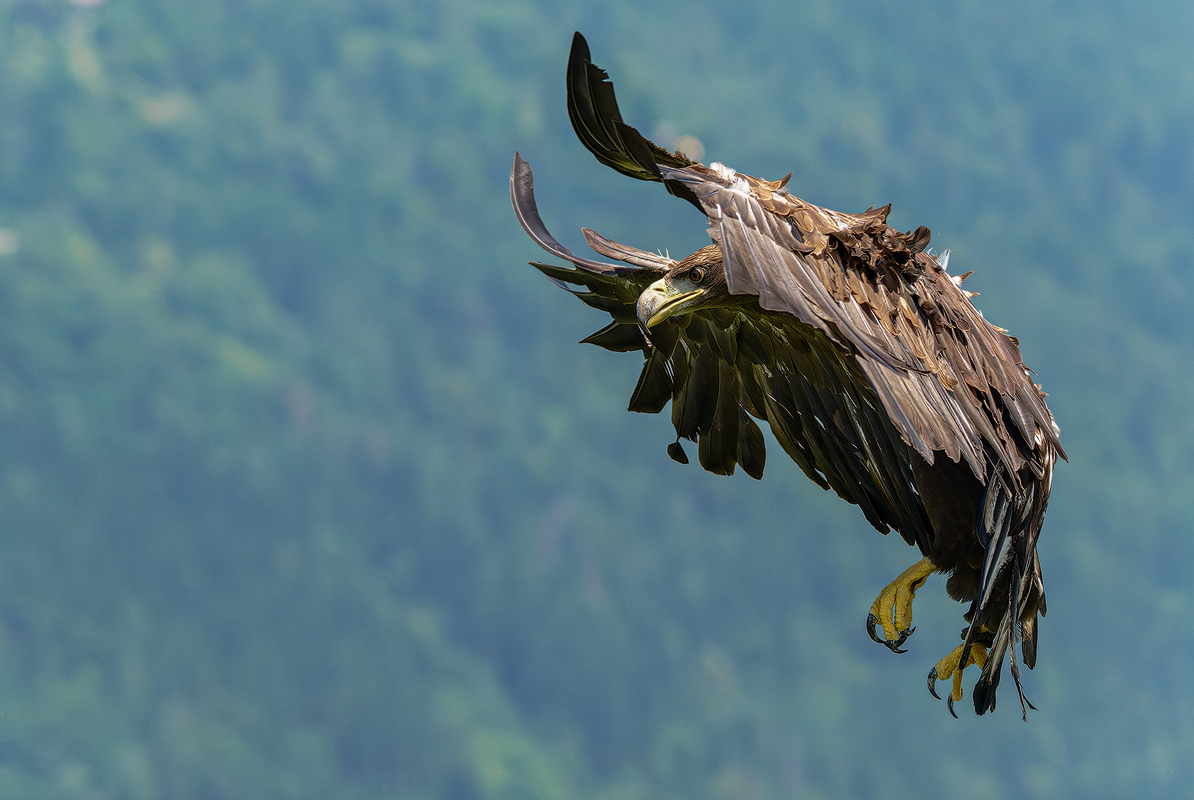 Seeadler 18a 2025.jpg