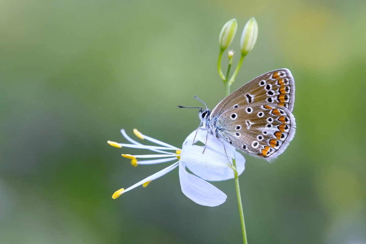 DSC07155 Lady Bläuling... kl tw.jpg