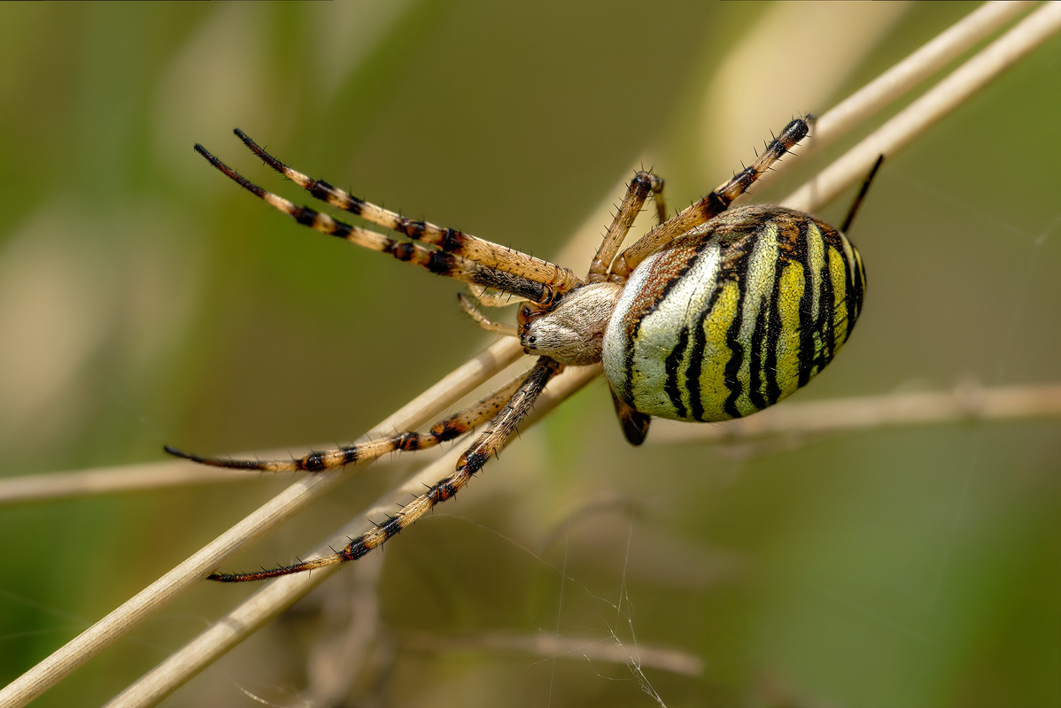 Wespenspinne 19a 2025.jpg