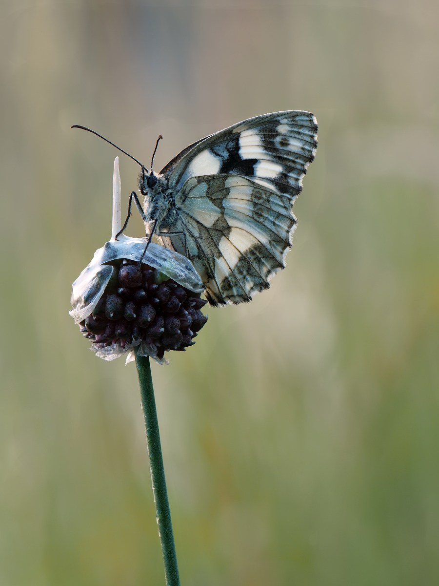 2025-06-18_05-46-40_P6180541_Stack_aus_8 (Meth B,Radius8,Smoothing4)a_filtered_klein.jpg