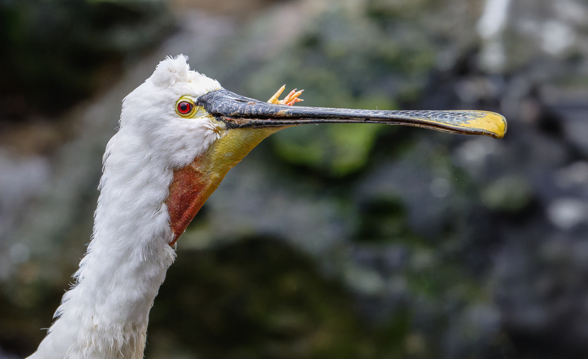 Löffler 5a 2025.jpg