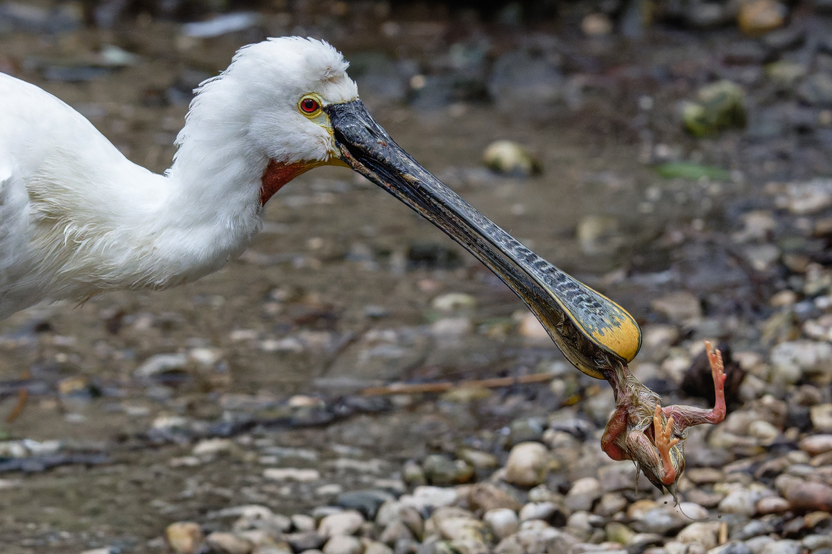 Löffler 3a 2025.jpg