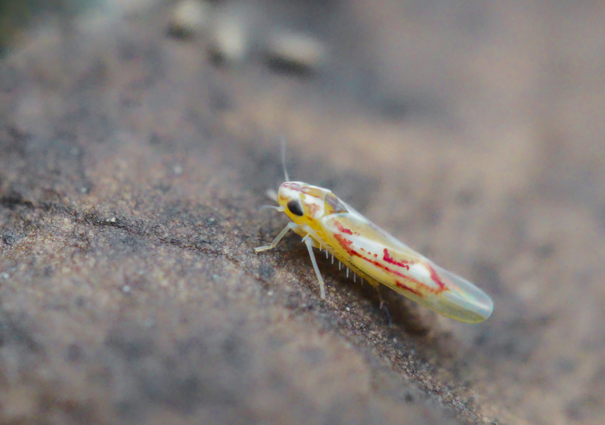 Gemeine Feuerzikade.jpg