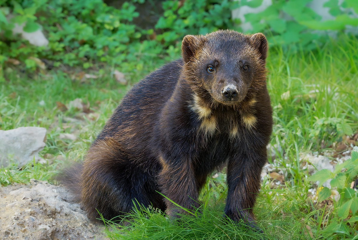 Vielfraß 2a 2025.jpg
