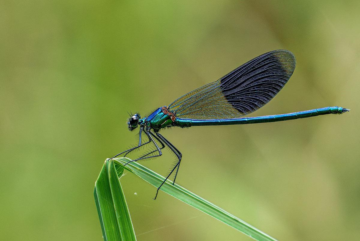 Prachtlibelle 57b 2025.jpg